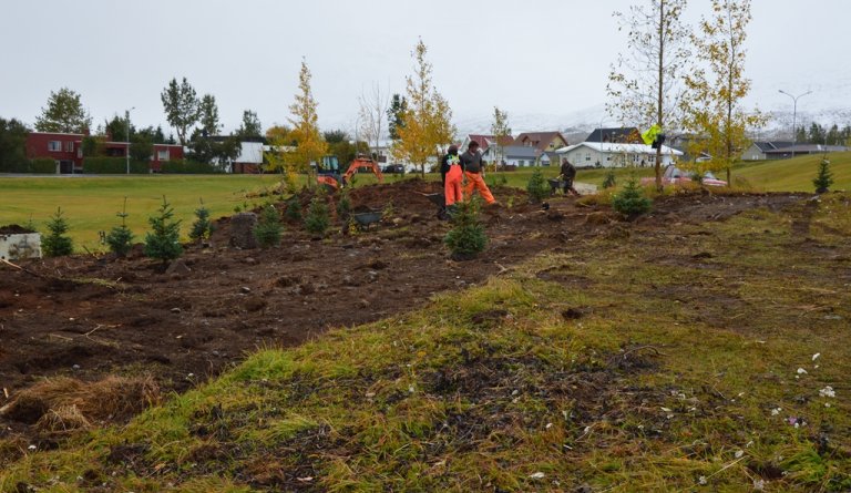Endurnýjun á gróðri í kirkjubrekkunni
