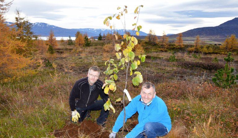 Fyrstu eplatrén í landi sveitarfélagsins