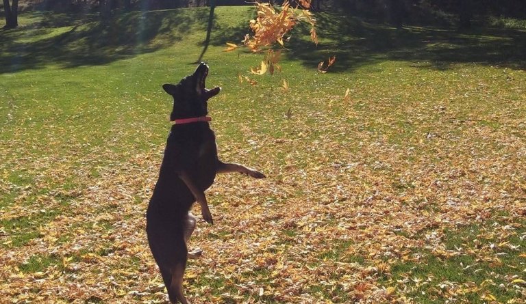 Dýralæknir væntanlegur í Dalvíkurbyggð