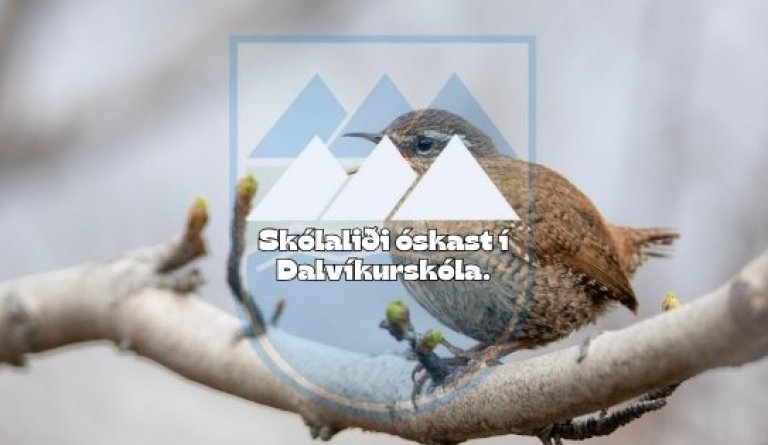 Skólaliði - Dalvíkurskóli