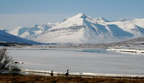 Farfuglarnir tínast að