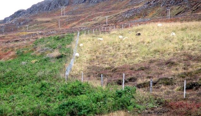 Drög að aðgerðaáætlun um heftingu á útbreiðslu á lúpínu, kerfli og njóla
