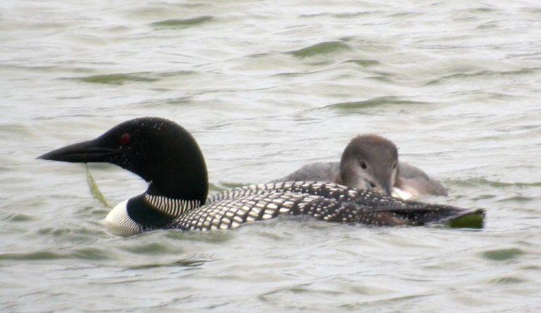 Himbriminn gladdi göngufólk