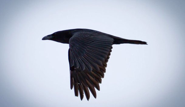 Hátt fljúga hrafnarnir