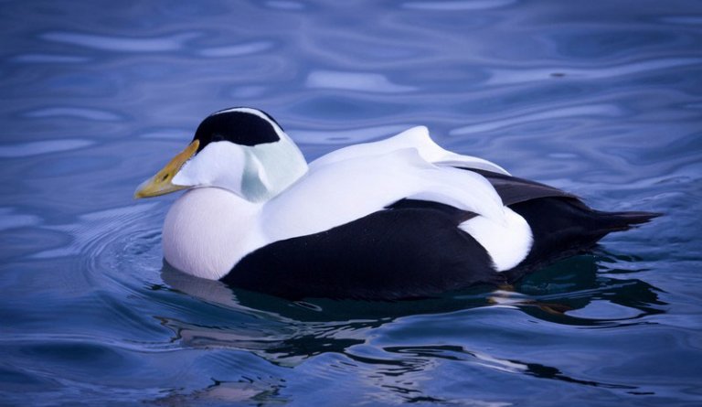 Hreiðra sig blikinn og æðurinn fer