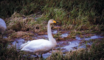 Svanir á tjarnir og þrestir í tún