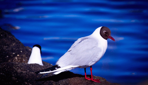 Hettumáfurinn hreiðrar sig