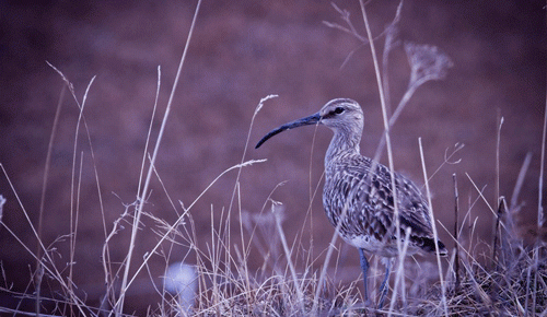 Vetrar úti þá er þraut
