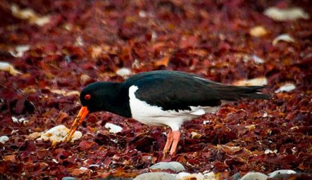 Tjaldurinn er kominn