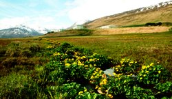 Náttúrusetrið formlegur umsjónaraðili Friðlandsins