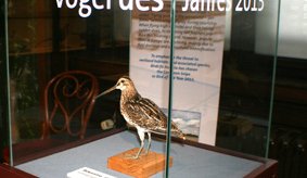 Hrossagaukurinn fugl ársins í Austurríki