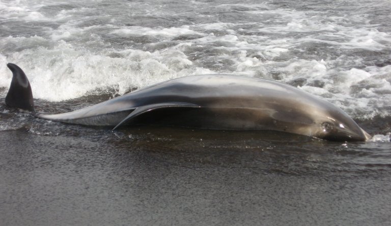 Höfrungur strandaði á sandinum