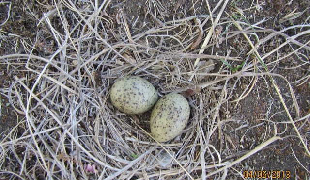 Hreiðraleit austur á sandi