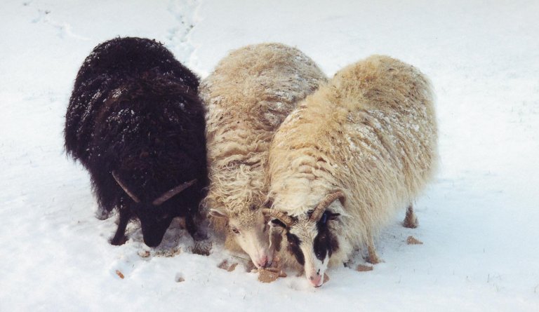 Frá fjallskilanefnd Árskógsstrandar