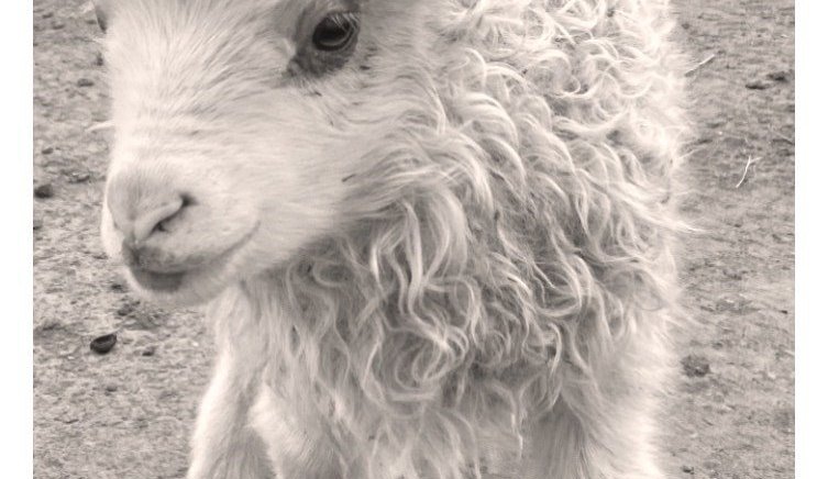 Tungurétt 100 ára – Gangnamaðurinn hylltur