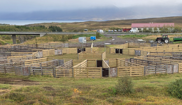 Göngur og réttir gengu almennt vel í Dalvíkurbyggð.