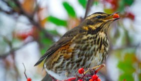 Þröstur minn góður