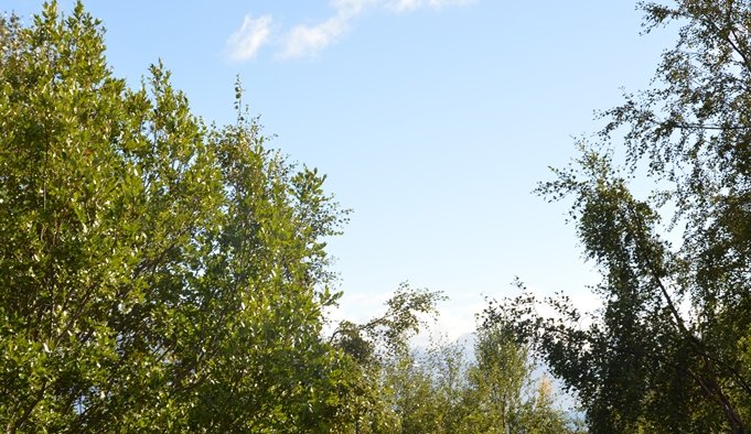 Hausthátíð í skógarreitnum neðan við Brekkusel