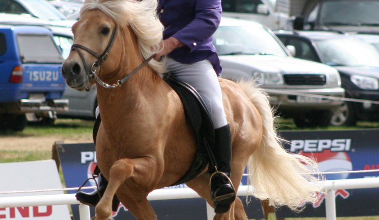 50 ára afmælisfagnaður Hrings