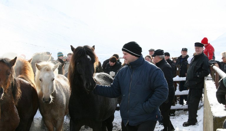 Stóðréttir í Svarfaðardal