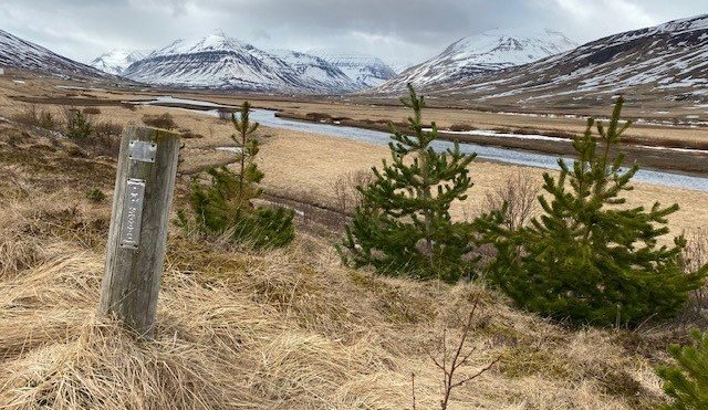 Styrkir til greiðslu fasteignaskatts 2020