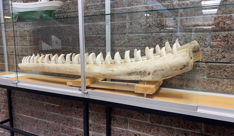 Kjálki úr búrhval til sýnis í ráðhúsinu.