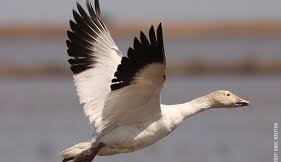 Nýjustu fréttir af Furðugæs