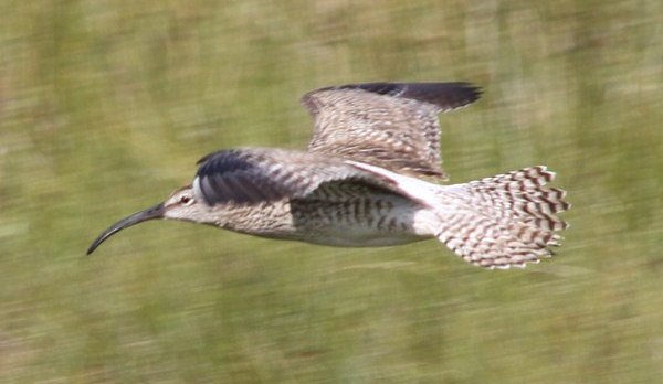 Fuglaganga í Friðlandinu